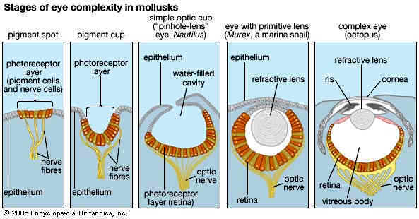 Stages of eye complexity in mollusks, from pigment spot to the complex octopus eye — convergent evolution arriving at the same shape from different starting points.